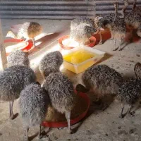 جوجه شتر مرغ هچری