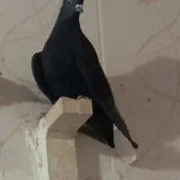 ۳ تا نر ترپیده