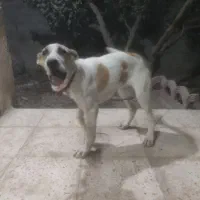 سگ نژاد خراسانی ماده