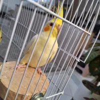 عروس هلندی لوتینو لیمویی ۲عدد