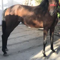 اسب عرب کورسی