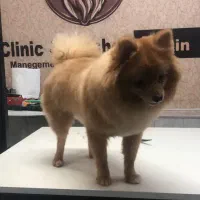 سگ پامرانین|سگ|فردیس, فردیس|دیوار