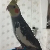 جفت عروس هلندی