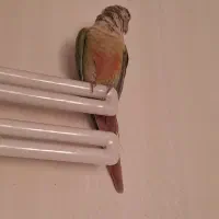 گرینچیک چهار ماهه