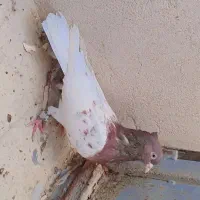 سر سرخ مشهدی