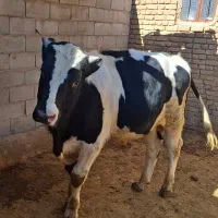 گوساله نر پروار شده|حیوانات مزرعه|اقلید, |دیوار