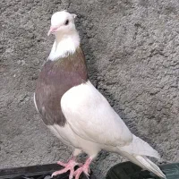 کبوتر