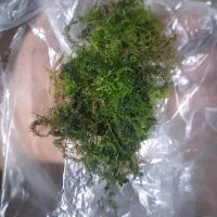 خز جنگلی به زبان ما میگن خمبور