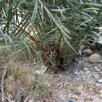 پاجوش برحی|گل و گیاه طبیعی|بندر کنگان, |دیوار