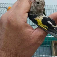 جوجه سیره