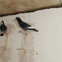 دوعدد نر پلنگ کفتر سوراخ