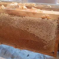 عسل بهاره سیاه تلو ،گل سفید ، آویشن و زول بوقناق