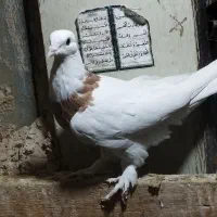 طوقی|پرنده|مهریز, |دیوار