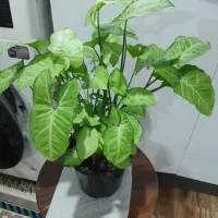 گلهای اپارتمانی