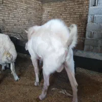 بزغاله پاکستانی نر وبره غندوزی قوچی