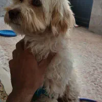 شیتزو|سگ|بجنورد, |دیوار