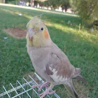 عروس هلندی گمشده در پارک اصلی زرقان