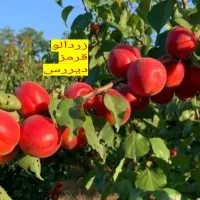 نهال فروشی سبز نهال|خدمات باغبانی و درختکاری|سنندج, |دیوار