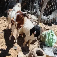 بز و بزغاله