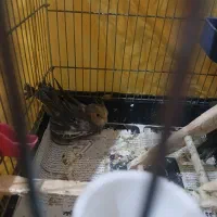 عروس هلندی|پرنده|کوچصفهان, |دیوار