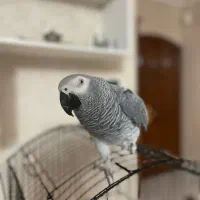 طوطی سخنگو کاسکو قناری