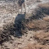 سگ سرابی|سگ|آذرشهر, |دیوار