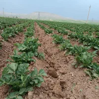 آبیار کشت سیب زمینی