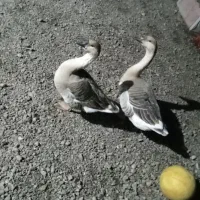 قوغاز اوکراینی