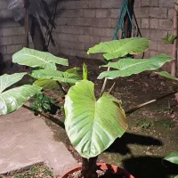 گل بابا ادم