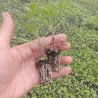 نشا گوجه، بادمجان، فلفل، خیار، بامیه