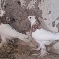 طوقی پاپر سرور