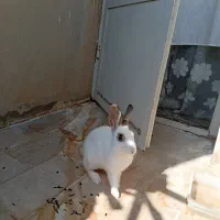 فروش خرگوش ماده نژاد لپ