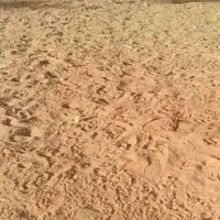 اسب کری نریون کرد
