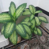 گل زینتی وزیبا|گل و گیاه طبیعی|سروآباد, |دیوار