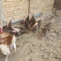 بوقلمون ماده