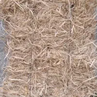 سرچینا دسته بزرگ