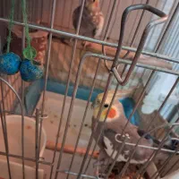 عروس هلندی و طوطی برزیلی