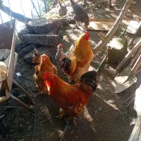 فروش مرغ وخروس امپراتورویک عدد خروس ابریشمی