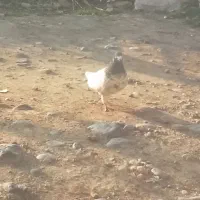 کبوتر پاکستانی نر|پرنده|جلین, |دیوار