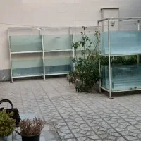 آکواریوم|ماهی|خوی, |دیوار