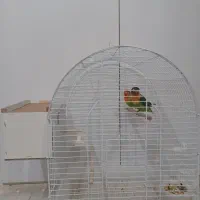 ۱ جفت طوطی برزیلی بهمراه قفس و لونه|پرنده|قزوین, |دیوار