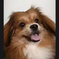 سگ پامر شیتزو جنسیت نر شناسنامه دار