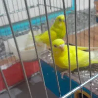 مرغ عشق جفت
