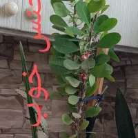 فروش گل گیاه آپارتمانی با گلدان ب علت کمبودجا|گل و گیاه طبیعی|اسلام‌شهر, شهرک واوان|دیوار