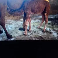 شتر شیری|حیوانات مزرعه|آق قلا, |دیوار