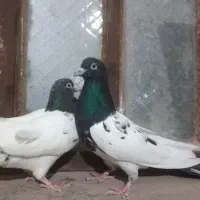 8تاکبوتر رنگه هوایی