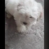 سگ ۲ ماهه    پاکوتاه