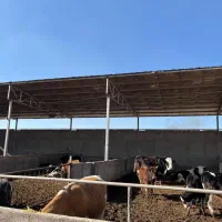 اجاره دامداری با مجوز صنعتی در زمان آباد شهرری|اجارهٔ دفتر صنعتی، کشاورزی، تجاری|خاوران, |دیوار