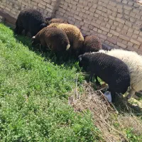 گوسفند بره نر