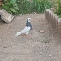 طوقی